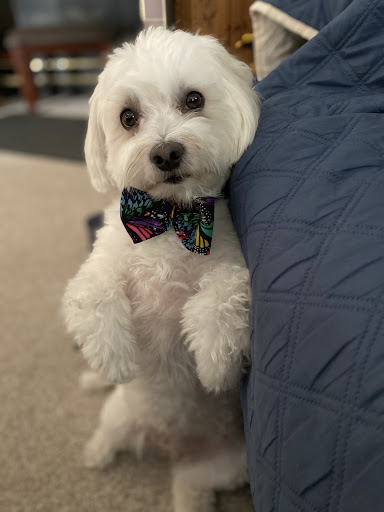 Pet Supply Store «Petco Animal Supplies», reviews and photos, 86 Storrs Rd, Mansfield Center, CT 06250, USA