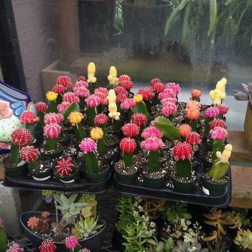 Hardware Store «Orchard Supply Hardware», reviews and photos, 2245 Gellert Blvd, South San Francisco, CA 94080, USA