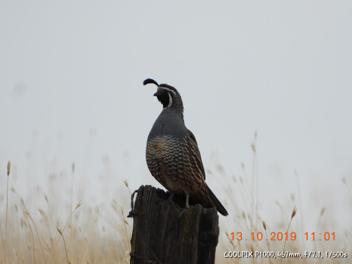 Museum «Tillamook Air Museum», reviews and photos, 6030 Hangar Rd, Tillamook, OR 97141, USA