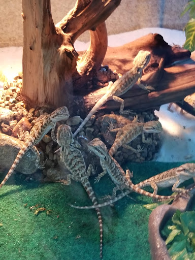 Pet Store «V.I. Pets», reviews and photos, 11975 E Lakewood Blvd, Holland, MI 49424, USA