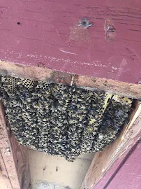 Redwood Mountain Honeybee Rescue - Car repair in , Santa Cruz - Rated 0.0/5