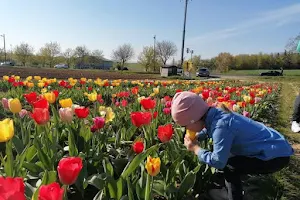 Blumen selbst schneiden image