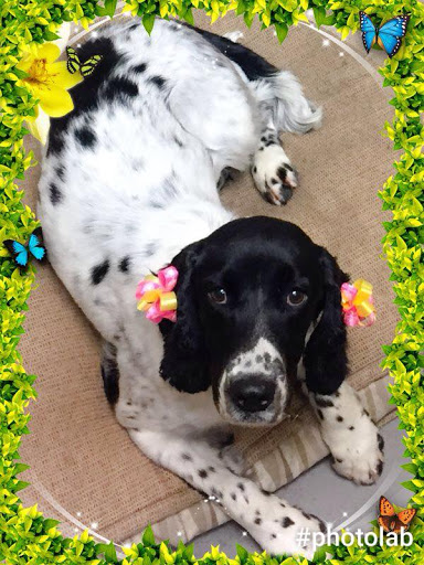 Pet Groomer «All For Paws», reviews and photos, 246 W Manson Hwy #6, Chelan, WA 98816, USA