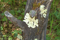 ENPLAN Environmental and Geospatial Technologies - Photo 6 - Car repair in Redding, CA, Redding