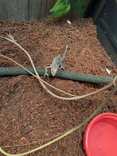 Pet Supply Store «Petco Animal Supplies», reviews and photos, 308 E Meighan Blvd, Gadsden, AL 35903, USA