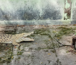 Taman Buaya Tanjung Pasir photo