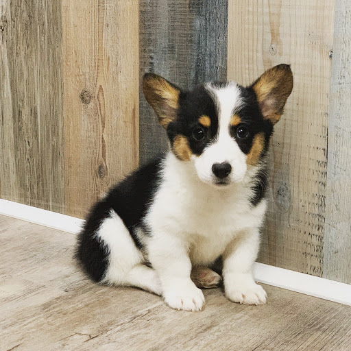 Dog Breeder «Playful Pets», reviews and photos, 115 Ridge Pike, Conshohocken, PA 19428, USA