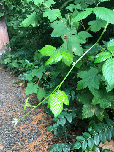 Park «Zumdieck Park», reviews and photos, 1500 108th Ave NE, Bellevue, WA 98004, USA