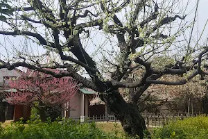 Miyauchi Park image