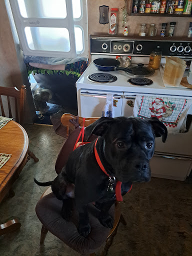 Harrison County Dog Pound