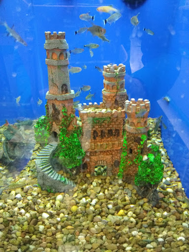 Pet Supply Store «Pet Supplies Plus», reviews and photos, 1433 E Main St, Owosso, MI 48867, USA