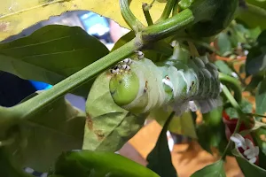 The Caterpillar Lab image