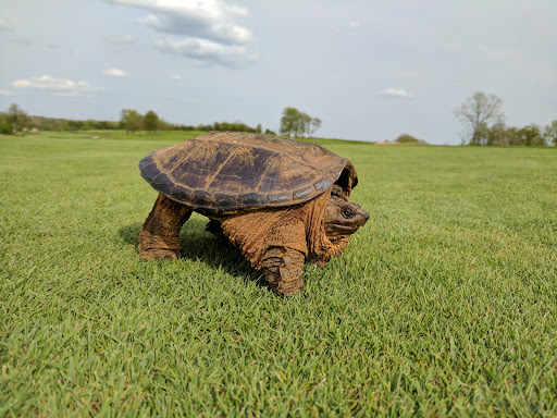 Golf Course «Neshanic Valley Golf Course», reviews and photos, 2301 S Branch Rd, Neshanic Station, NJ 08853, USA