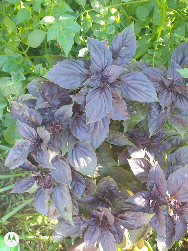 Thrift Store «Second Blessing Thrift Store Inc.», reviews and photos, 2323 Central Ave, Wichita, KS 67214, USA