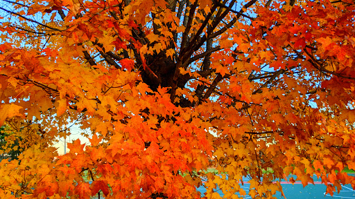 Park «Lee Victory Recreation Park», reviews and photos, 110 Sam Ridley Pkwy E, Smyrna, TN 37167, USA