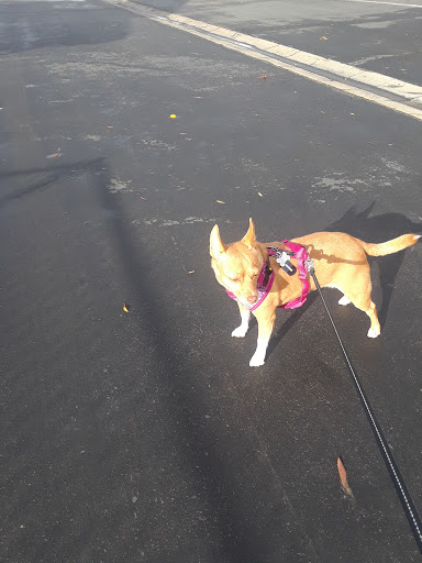 Pet Supply Store «Pet Food Express», reviews and photos, 261 Park Rd, Burlingame, CA 94010, USA