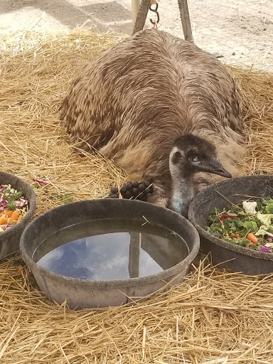 Non-Profit Organization «Big Cat Habitat & Gulf Coast Sanctuary», reviews and photos, 7101 Palmer Blvd, Sarasota, FL 34240, USA