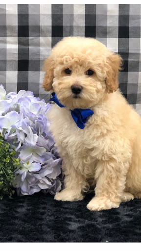 Pet Store «Happiness Is Pets Vi», reviews and photos, 616 E Roosevelt Rd, Lombard, IL 60148, USA