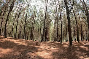 Bosque de pinos image