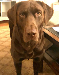 Must Love Petz LLC - Photo 4 - Car repair in Durham, NC, Durham