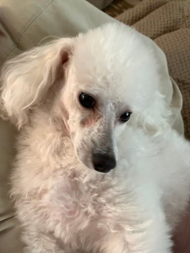 Pet Supply Store «PetSmart», reviews and photos, 1391 S Commons Dr, Myrtle Beach, SC 29588, USA