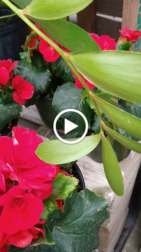 Florist «The Garden», reviews and photos, 155 Main St N, Woodbury, CT 06798, USA