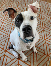 Happy Tails Pet Services - Photo 1 - Car repair in , Overland Park