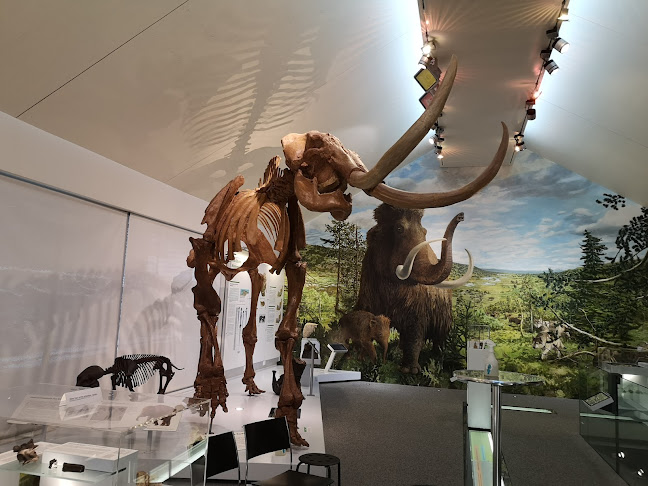 Mammutmuseum - Baden