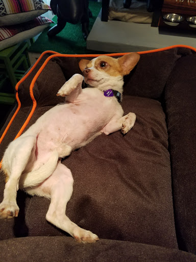 Pet Supply Store «Modern Dog», reviews and photos, 1611 Abbot Kinney Blvd, Venice, CA 90291, USA