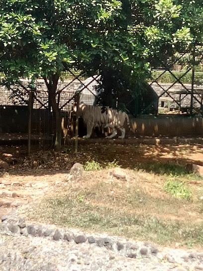 Harimau Sumatera (Sumatran Tiger)