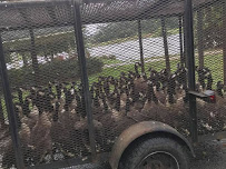 Pro Bird Control Indianapolis - Photo 6 - Car repair in Indianapolis, IN, Indianapolis