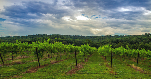 Winery «Seven Springs Winery», reviews and photos, 846 Winery Hills Estates, Linn Creek, MO 65052, USA