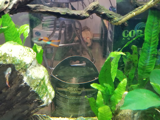 Tropical Fish Store «Aquatic Wildlife Co», reviews and photos, 70 Buckland Rd, South Windsor, CT 06074, USA