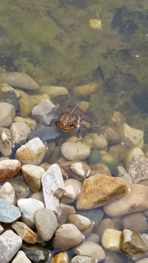 Recreation Center «Go Ape Zip Line & Treetop Adventure - Eagle Creek Park», reviews and photos, 5855 Delong Rd, Indianapolis, IN 46254, USA