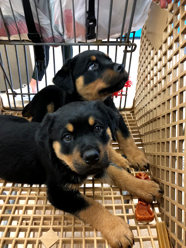 Pet Supply Store «Petco Animal Supplies», reviews and photos, 12641-310 Ocean Gateway, Ocean City, MD 21842, USA