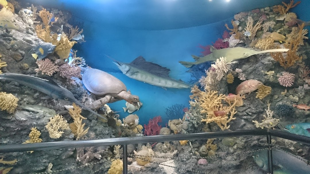 Hurghada Marine Museum & Aquarium