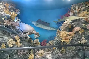 Hurghada Marine Museum & Aquarium image