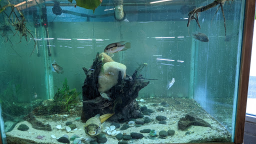 Aquarium «Skoolz of Fish», reviews and photos, 1503 Chamberlayne Ave, Richmond, VA 23222, USA