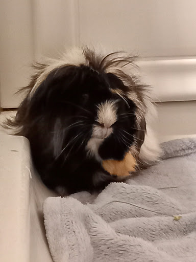 Pet Store «Pettin Place», reviews and photos, 1121 S Wells Ave, Reno, NV 89502, USA