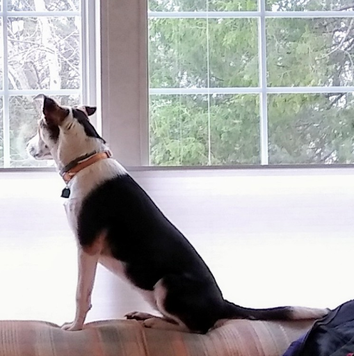 Pet Supply Store «Pet Supermarket», reviews and photos, 800 Sebring Square.., Sebring, FL 33870, USA