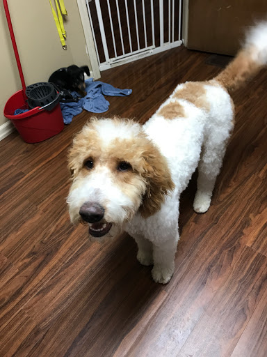 Pet Groomer «Foxy Mutts Grooming Salon», reviews and photos, 303 E Franklin St, Spencer, IN 47460, USA