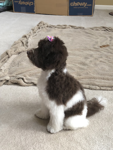 Pet Supply Store «PetSmart», reviews and photos, 45050 Northpointe Blvd, Utica, MI 48315, USA