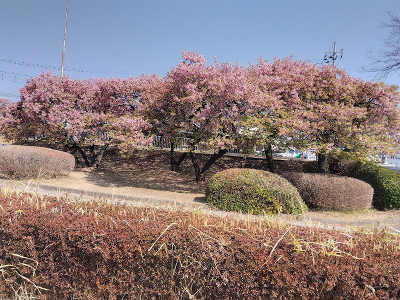 敷島公園 河川敷の河津桜
