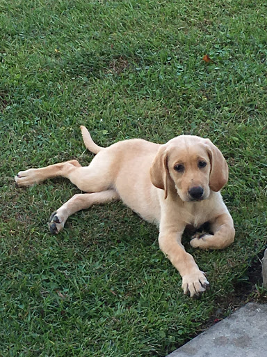 Dog Trainer «K9 Penn Dog Training Services», reviews and photos, 475 Sandy Ln, Surfside Beach, SC 29575, USA