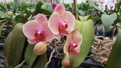 Florist «Dr Delphinium Flower & Orchid House», reviews and photos, 513 W Campbell Rd, Richardson, TX 75080, USA