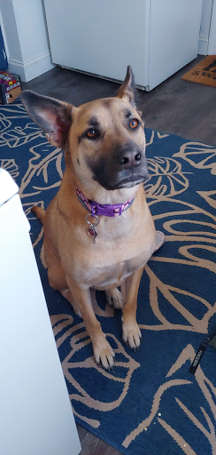 Pet Supply Store «Pet Supplies Plus», reviews and photos, 3100 Manchester Rd, Akron, OH 44319, USA