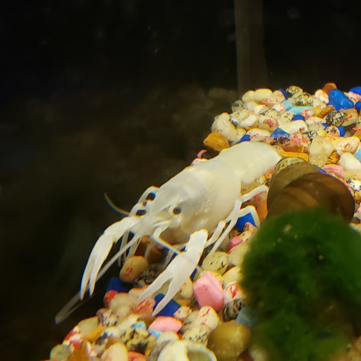 Pet Store «Friendly Pets», reviews and photos, 625 Friendly Center Rd, Greensboro, NC 27408, USA