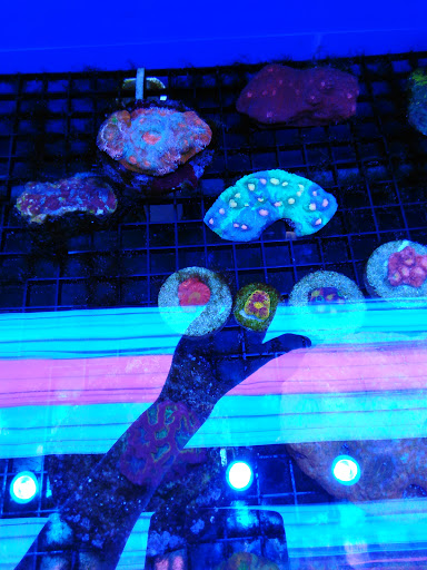 Pet Store «Aviarium», reviews and photos, 3500 Gwinnett Pl Dr NW # 2, Duluth, GA 30096, USA