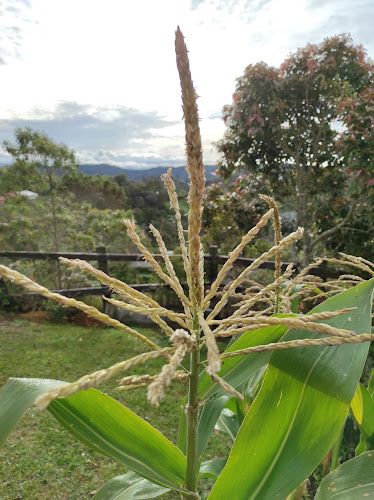 Horario de Mikhuna orgánicos