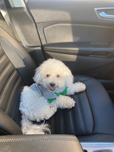 Pet Supply Store «Petco Animal Supplies», reviews and photos, 298 Spring Creek Drive, Franklin, TN 37067, USA